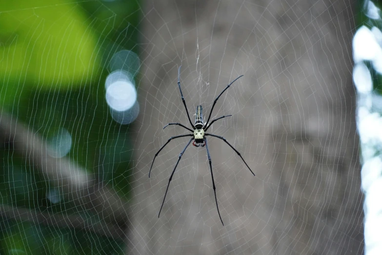 a close up of a spider on a web, pexels contest winner, geometrically realistic, black sokkel, 🦩🪐🐞👩🏻🦳, decoration