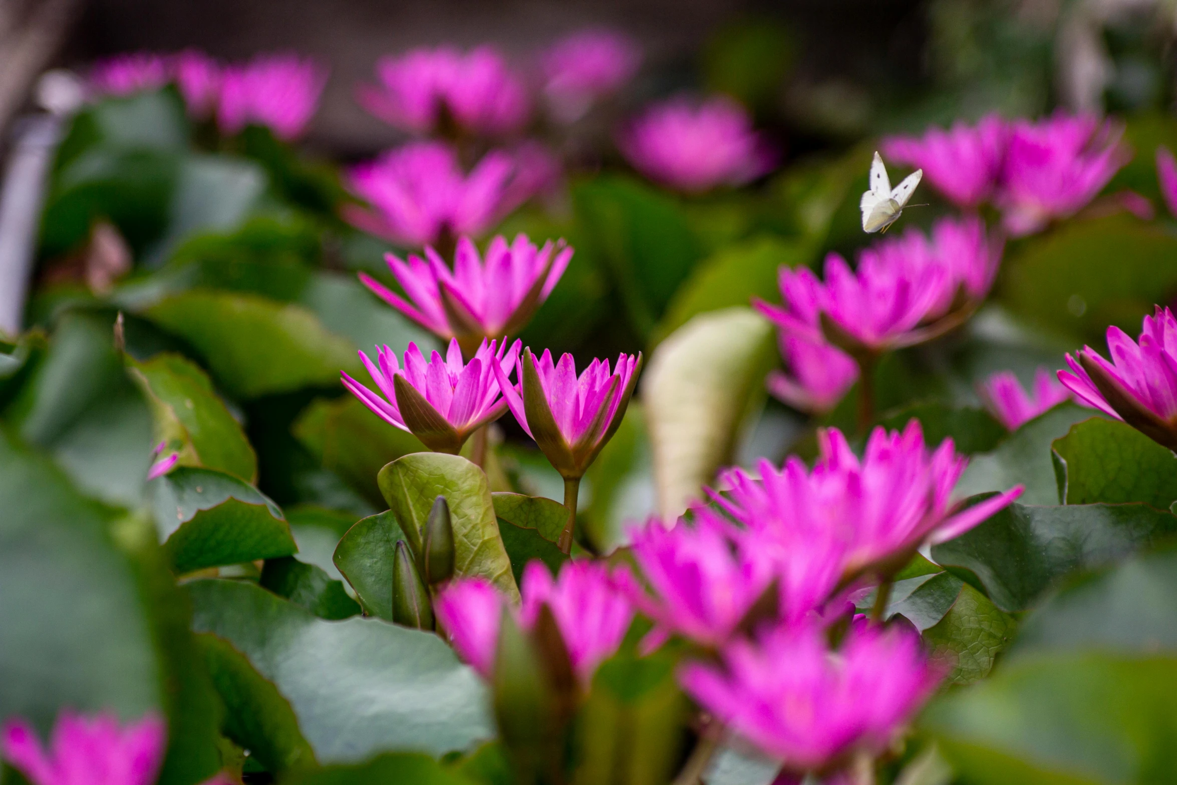 a group of pink flowers sitting on top of a lush green field, water lilies, color ( sony a 7 r iv, magical garden plant creatures, violet ants