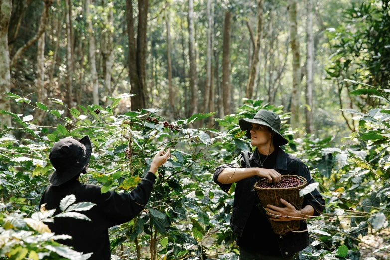 two people picking coffee beans from a tree, by Elizabeth Durack, unsplash, in deep forest hungle, avatar image, heath clifford, 2000s photo