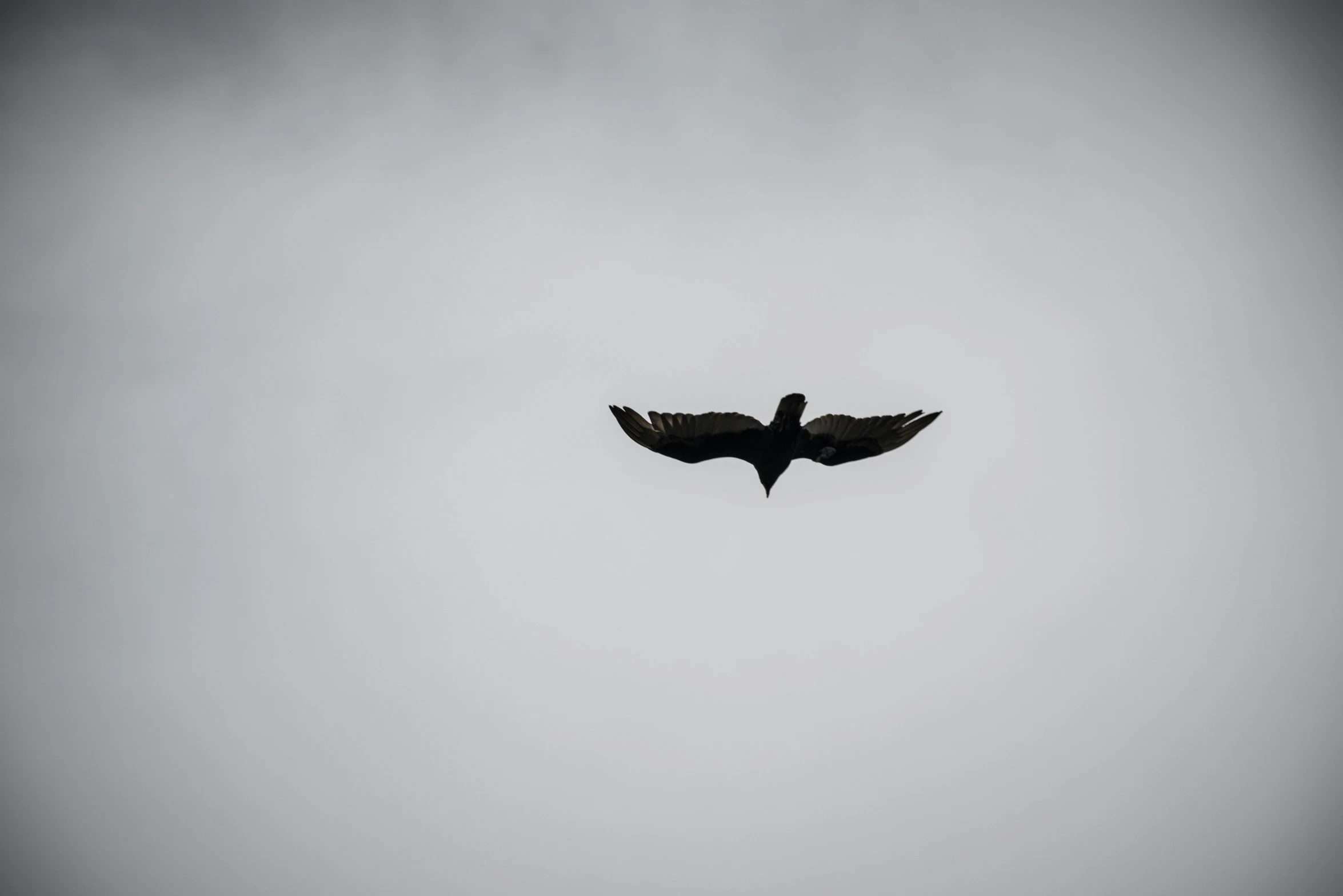 a bird that is flying in the sky, a black and white photo, unsplash, minimalism, spooky photo, uploaded, hawk, overcast!!!