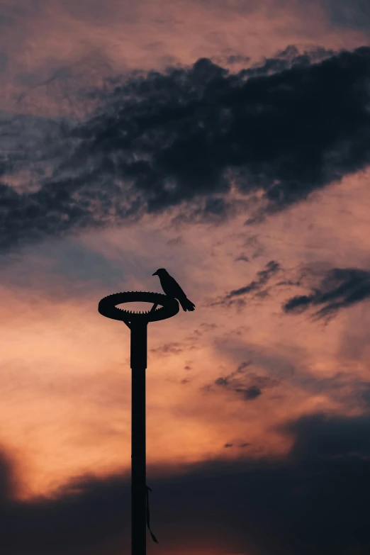 a bird sitting on top of a street light, an album cover, unsplash contest winner, aestheticism, dusk sky, circle, ) ominous vibes, sittin