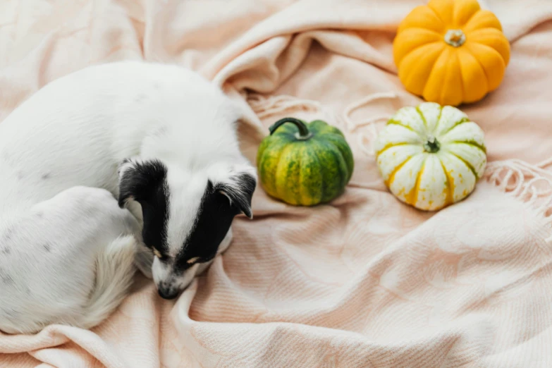 a small dog laying on top of a blanket next to pumpkins, a still life, pexels contest winner, white, goat, a green, gif