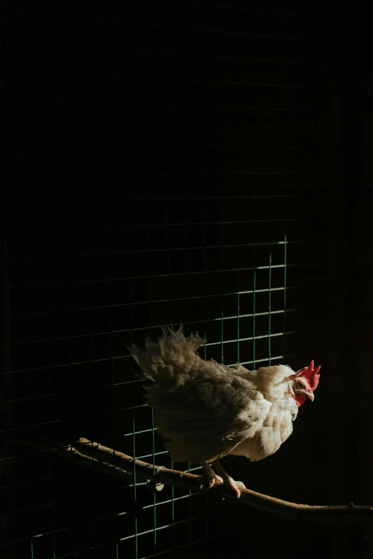 a close up of a bird in a cage, an album cover, unsplash, chicken, back light, farming, tail raised