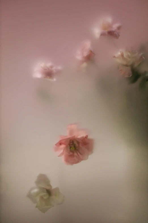 a bunch of pink flowers floating in a bathtub, a picture, by Béla Nagy Abodi, romanticism, ethereal abstract, naoto fukasawa, soft mist, 2010s