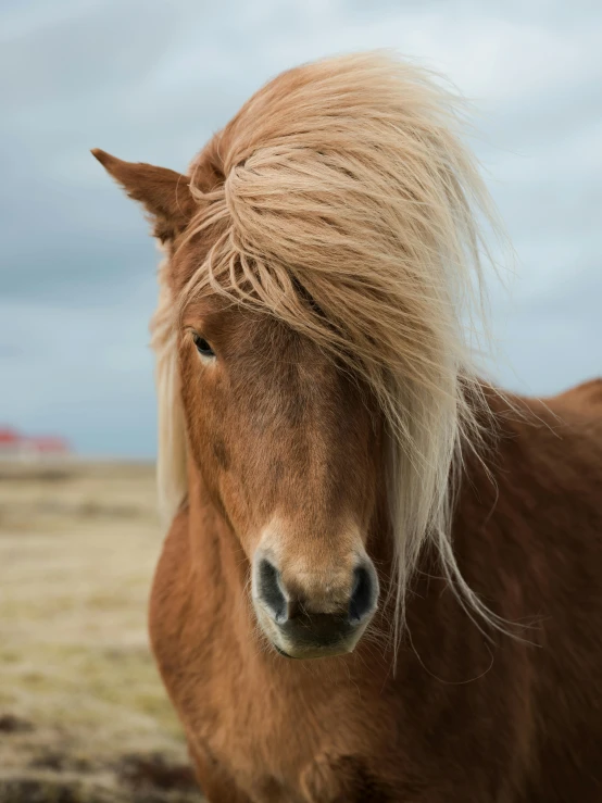 a brown horse standing on top of a grass covered field, in her hair, hestiasula head, photographed for reuters, up close