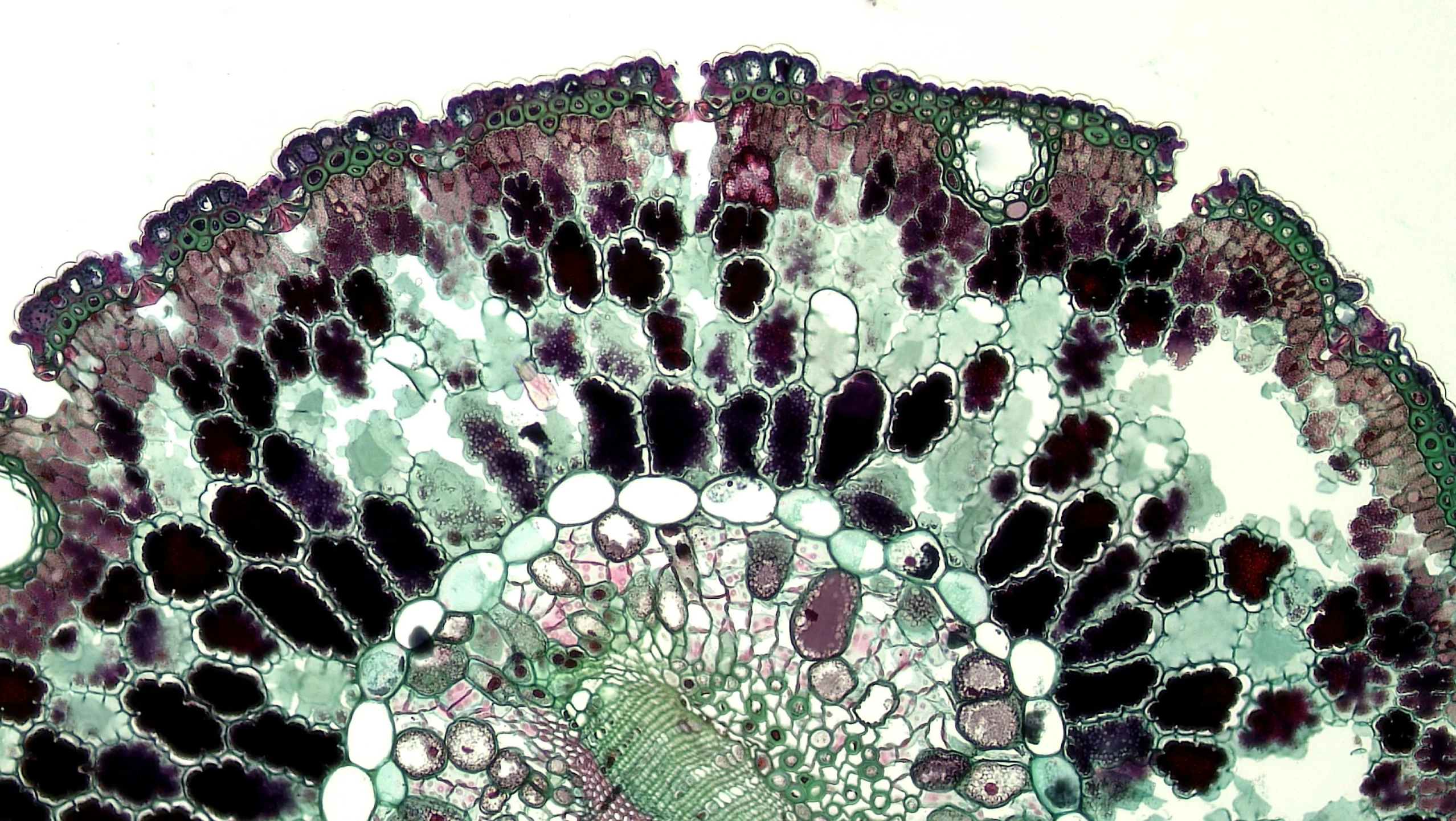 a cross section of a plant under a microscope, by Ellen Gallagher, purple and green colors, historical photo, full body close-up shot, tiffany dover