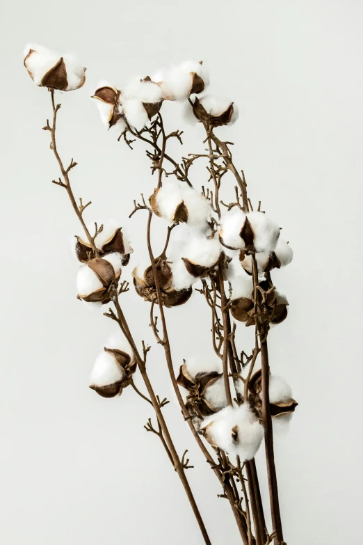 a close up of a bunch of flowers in a vase, lots of cotton plants, white bg, large tall, dry