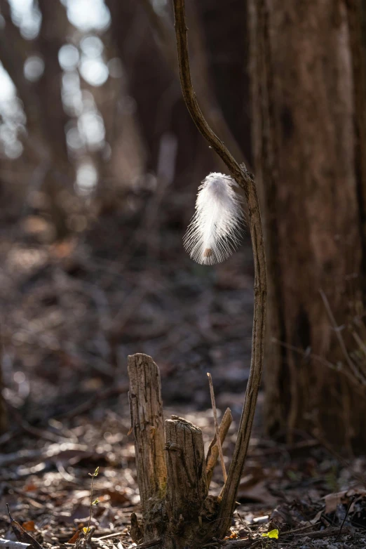 a white feather sitting on top of a tree stump, a macro photograph, unsplash, land art, sitting on a curly branch, a friendly wisp, light coming in from the left, seen from afar