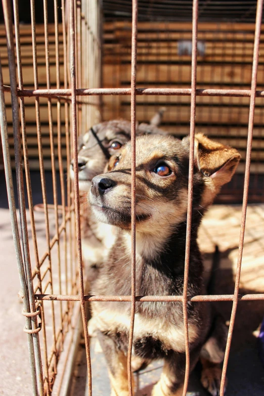 a close up of a dog in a cage, yuli ban, square, illustrative, two