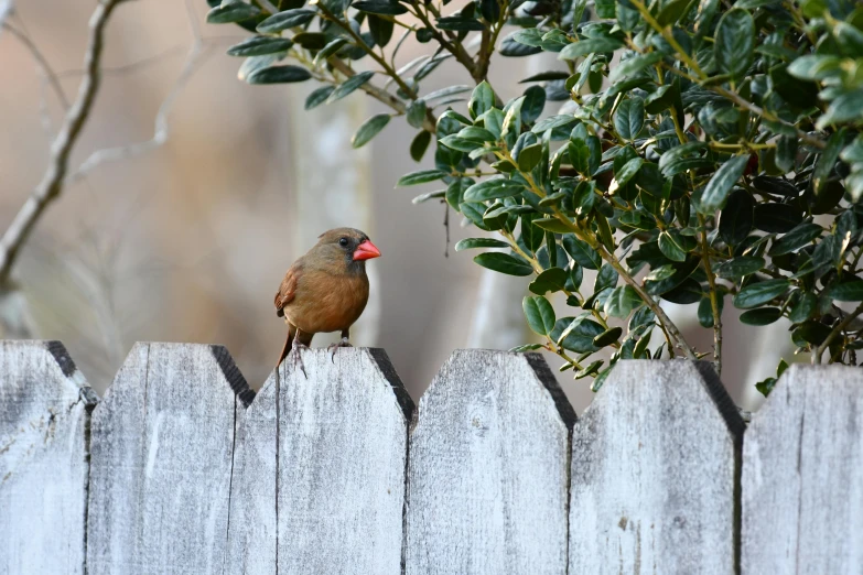 a small bird sitting on top of a wooden fence, by Paul Bird, pexels contest winner, renaissance, gradient brown to red, in a suburban backyard, female beauty, nosey neighbors