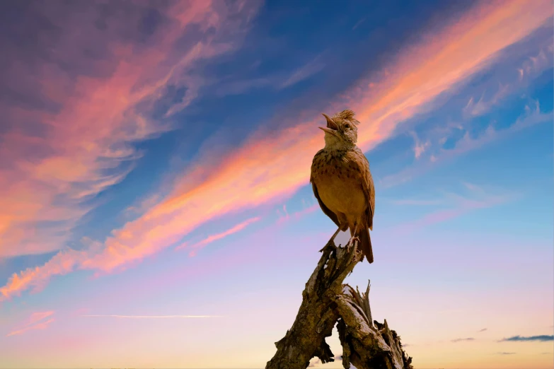 a bird sitting on top of a tree branch, an album cover, by Peter Churcher, unsplash contest winner, romanticism, vivid sky, driftwood sculpture, wyoming, shouting