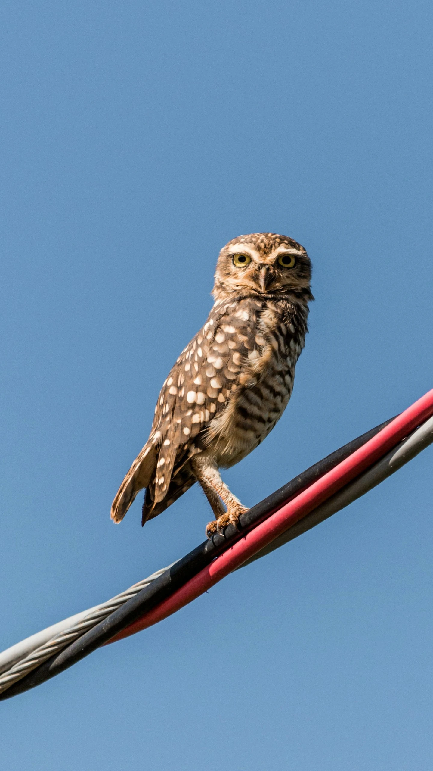 a small owl sitting on top of a power line, by John Gibson, trending on pexels, hi-res, spaghettification, museum quality photo, wide