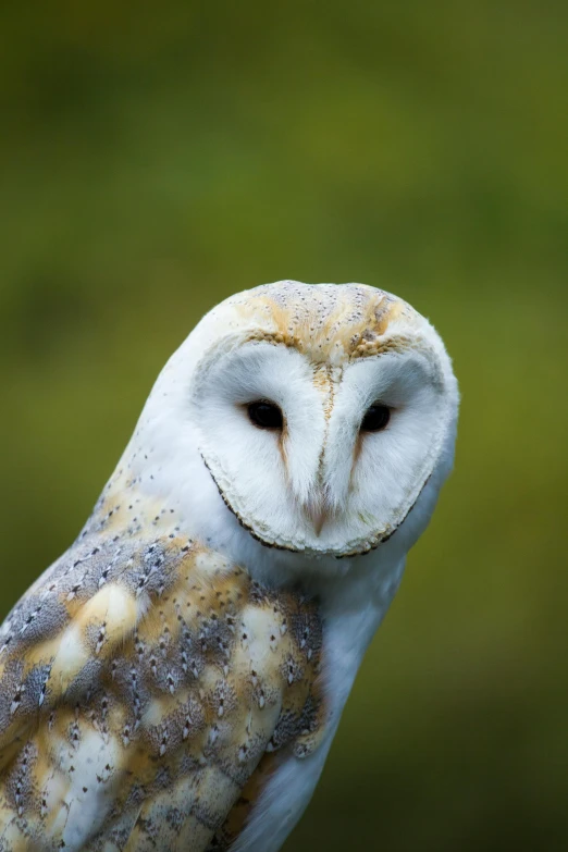 a barn owl sitting on top of a wooden post, a portrait, trending on pexels, head fully visible, wise forehead, canvas, full frame image