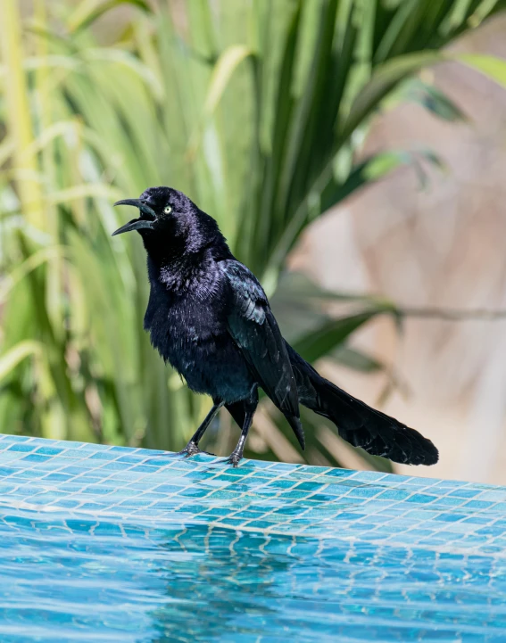 a black bird sitting on top of a blue pool, singing, bali, avatar image