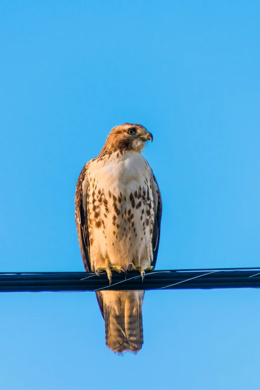 a bird that is sitting on a wire, a portrait, by Dave Melvin, trending on pexels, clear blue skies, hawk, backlit glow, raptor