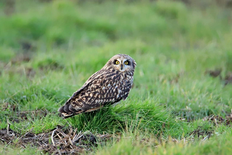 a small owl standing on top of a lush green field, birds are all over the ground, instagram post, predawn, getty images