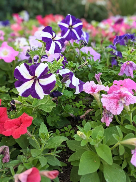 a garden filled with lots of colorful flowers, zoomed in shots, fan favorite, patriotic, tie-dye