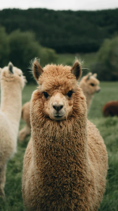 a group of llamas standing on top of a lush green field, pexels contest winner, renaissance, ginger hair and fur, frontal shot, brown, bedhead