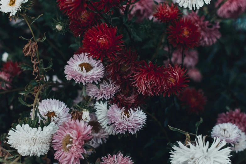 a close up of a bunch of flowers, by Emma Andijewska, pexels contest winner, crimson and white color scheme, paper chrysanthemums, cotton candy bushes, dark hues