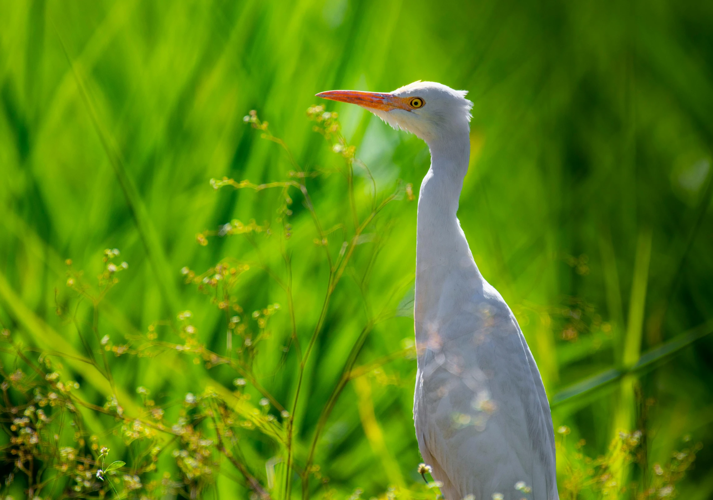 a white bird standing on top of a lush green field, hurufiyya, intense albino, shot with sony alpha 1 camera, long neck, sun drenched