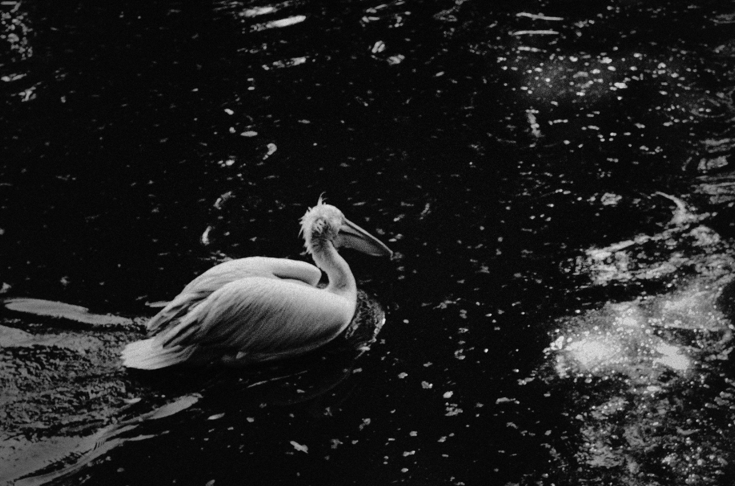 a black and white photo of a pelican in the water, a black and white photo, by Marcin Zaleski, unsplash contest winner, albino, inky blackness, taken in the late 1980s, high picture quality