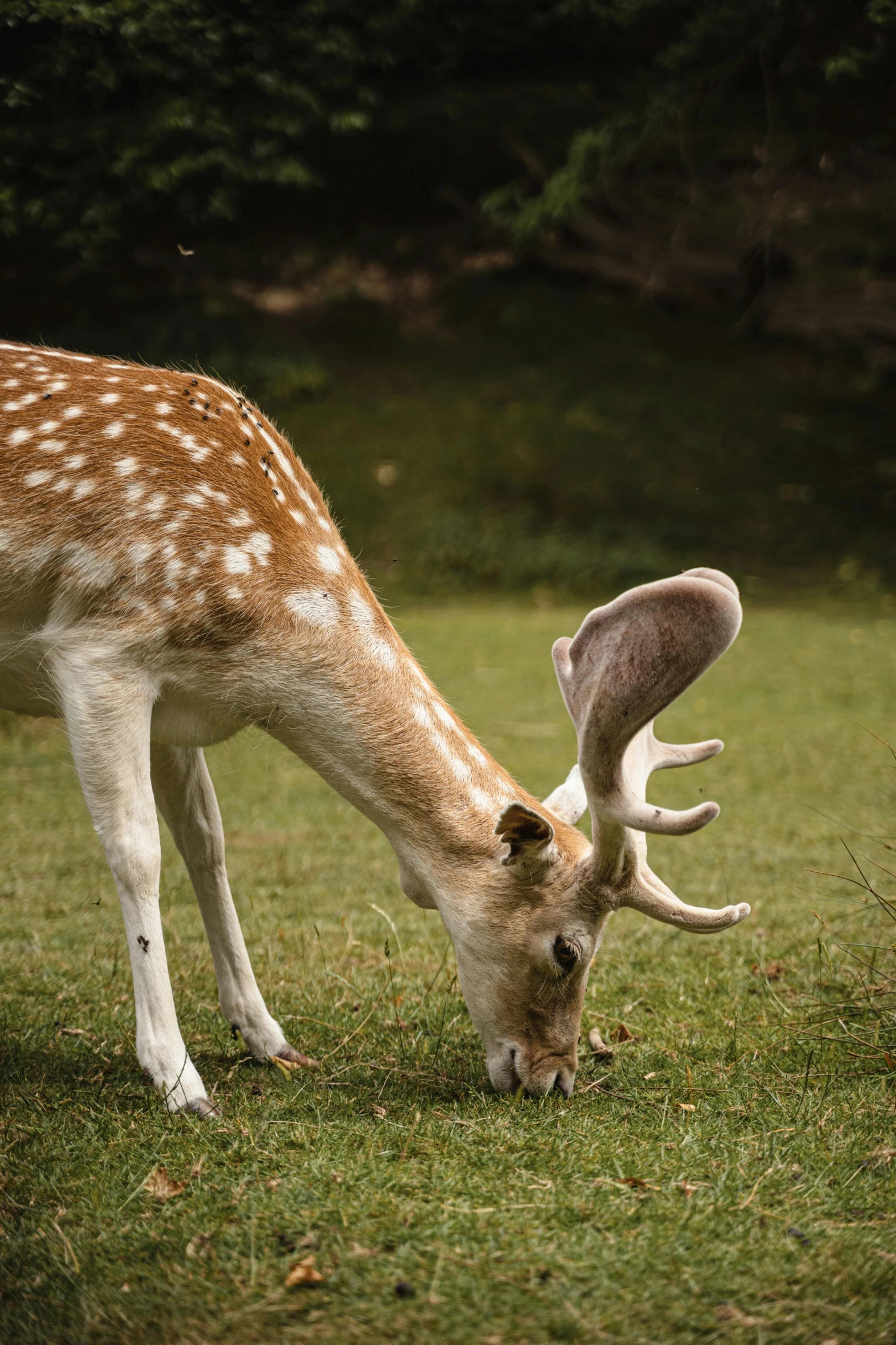 a deer standing on top of a lush green field, licking, up-close