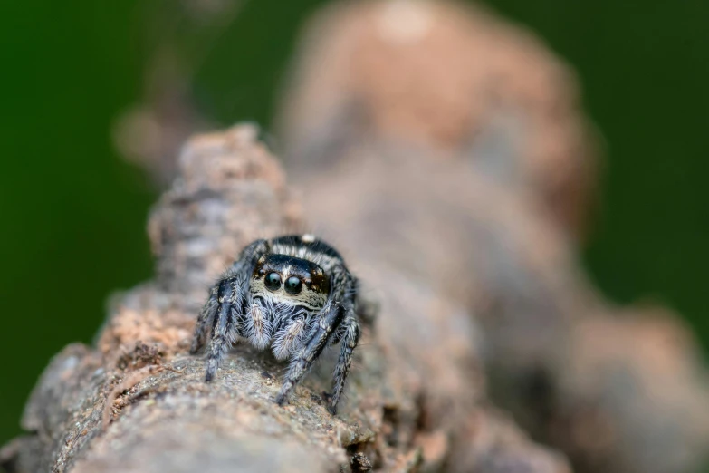 a spider sitting on top of a tree branch, pexels contest winner, hurufiyya, large grey eyes, hyperreal highly detailed 8 k, tiny insects, grey