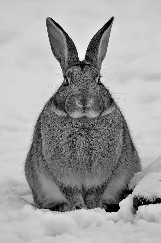 a black and white photo of a rabbit in the snow, pexels contest winner, renaissance, fat bugs bunny, close-up!!!!!!