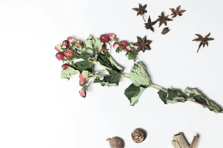 a bunch of flowers sitting on top of a white table, assemblage, spices, dried leaves, red and green tones, on a white background