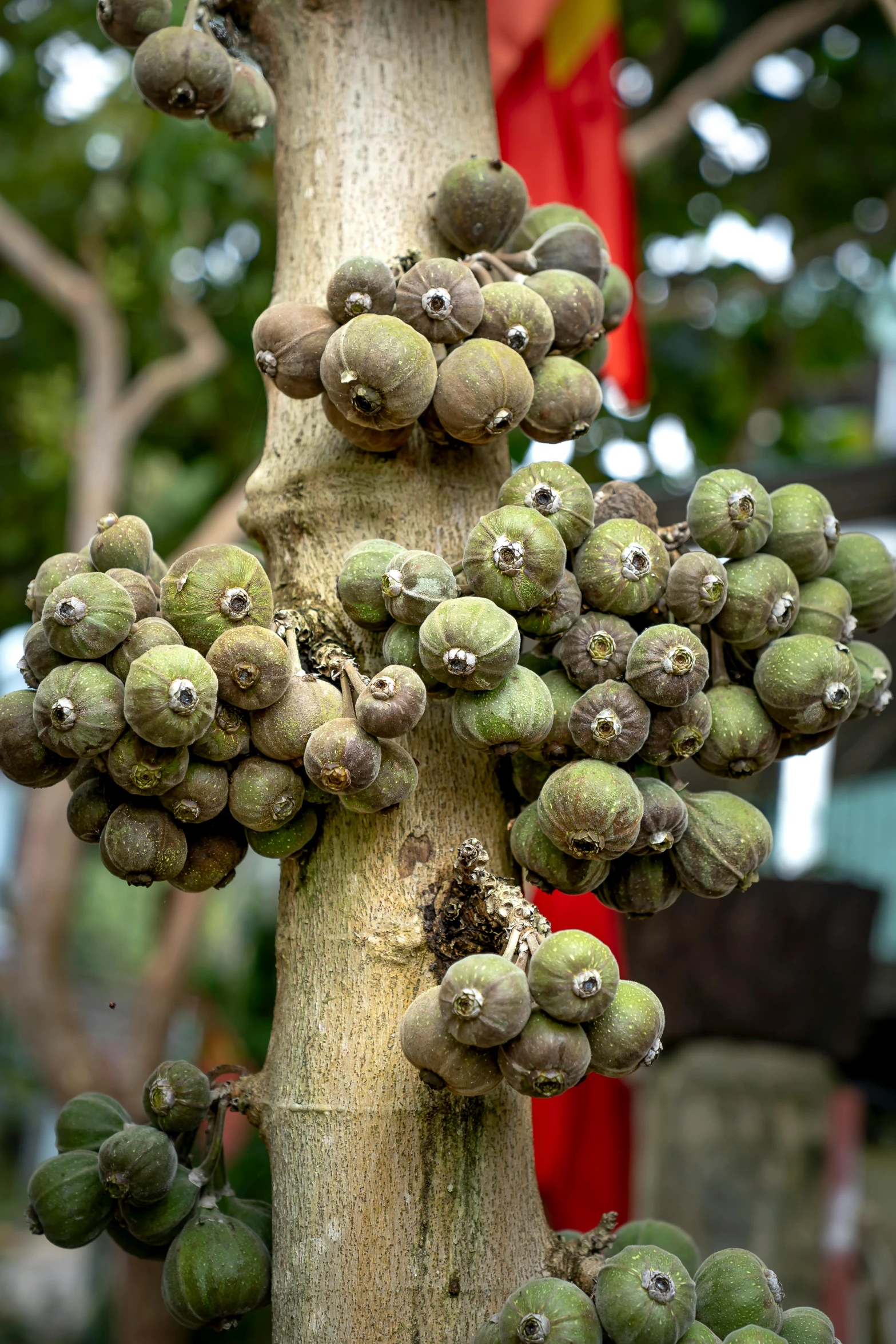 a close up of a bunch of fruit on a tree, hurufiyya, many giant eye balls, plant specimens, on display, award-winning