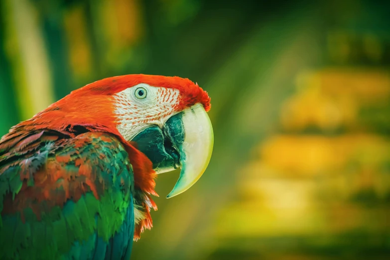 a close up of a parrot with a blurry background, by Adam Marczyński, pexels contest winner, sumatraism, green blue red colors, 🦩🪐🐞👩🏻🦳, tropical style, high resolution photograph