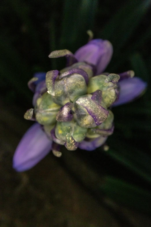 a close up of a purple flower on a plant, a macro photograph, by David Simpson, grape hyacinth, flowering buds, photograph from above, grey