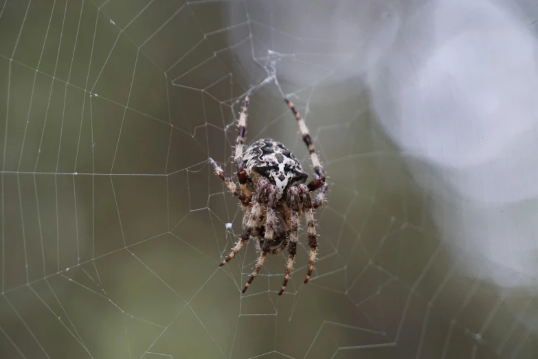 a spider sitting on top of a spider web, a portrait, by Dave Allsop, unsplash, no cropping, grey, mixed art