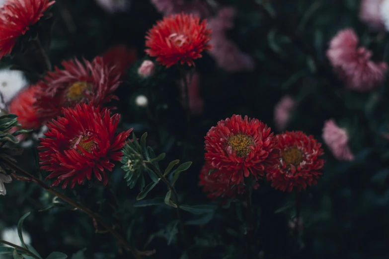 a close up of a bunch of red flowers, inspired by Elsa Bleda, pexels contest winner, chrysanthemum eos-1d, gloomy colors, australian wildflowers, low quality photo