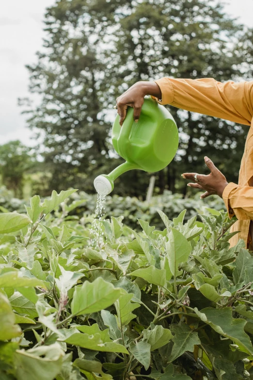 a man watering plants with a green watering can, unsplash, renaissance, colombian, datura, full frame image, lush farm lands