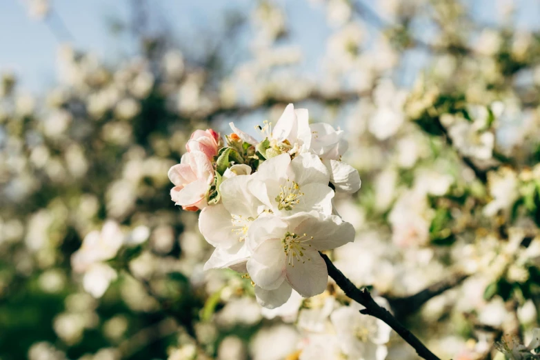 a close up of a flower on a tree, an album cover, unsplash, apple blossoms, midsommar, strong sunlight, low quality photo