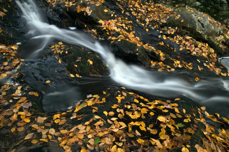 a stream running through a forest filled with lots of leaves, by Greg Rutkowski, unsplash contest winner, hurufiyya, medium format. soft light, rocks, thumbnail, liquid gold