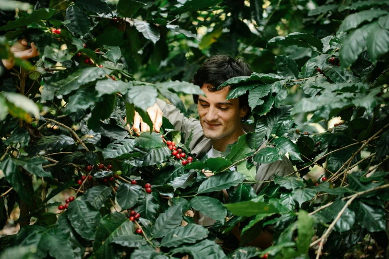 a man picking coffee beans from a tree, a portrait, inspired by José Malhoa, pexels contest winner, hurufiyya, avatar image, maxim sukharev, he is about 20 years old | short, hidden area