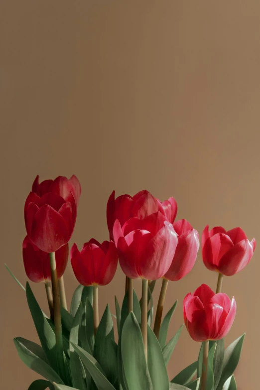 a vase filled with red tulips sitting on a table, gradient brown to red, faded pink, uncrop, various sizes