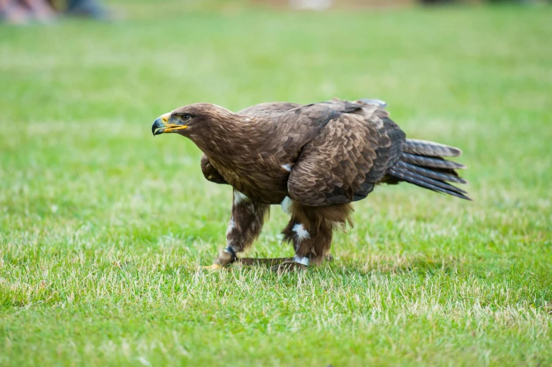 a large brown bird standing on top of a lush green field, pexels contest winner, hurufiyya, lunging at camera :4, tournament, gryphon, eagle feather