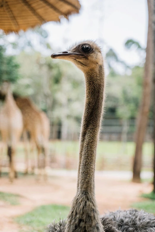 an ostrich standing in front of a group of giraffes, by Peter Churcher, trending on unsplash, dreamworld, side view close up of a gaunt, tall thin frame, looking towards camera