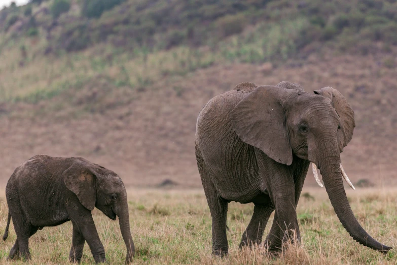 a couple of elephants walking across a grass covered field, by Will Ellis, pexels contest winner, hurufiyya, calf, very kenyan, conde nast traveler photo, a cozy