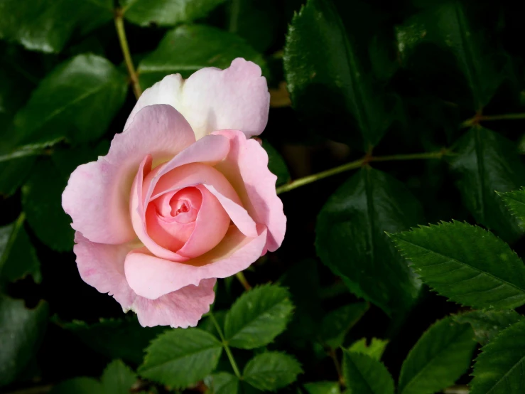 a pink rose with green leaves in the background, a photo, unsplash, taken in the late 2000s, fan favorite, slide show, high resolution