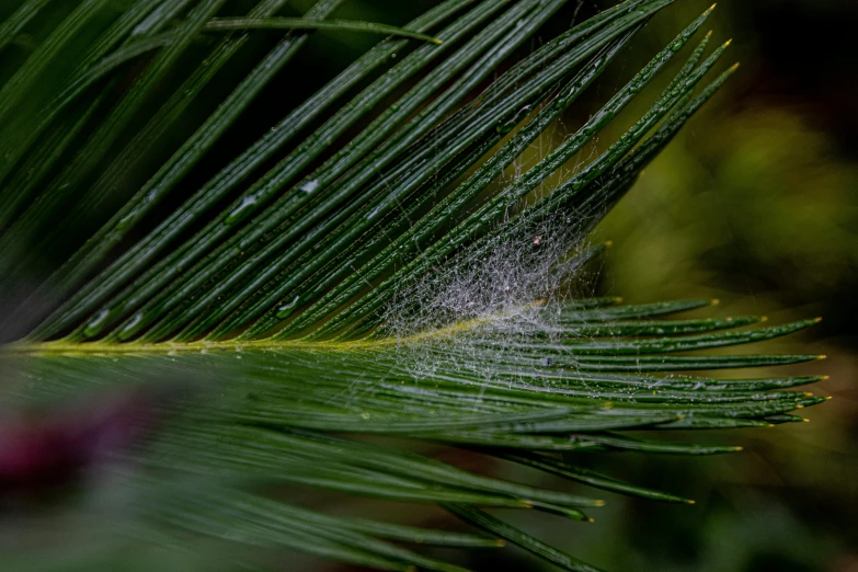 a close up of a leaf with water droplets on it, pexels contest winner, hurufiyya, dense coniferous forest. spiders, palm, flour dust spray, netting