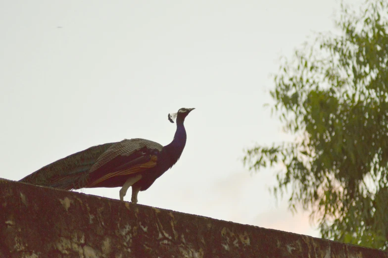 a peacock standing on top of a stone wall, by Carey Morris, pexels contest winner, arabesque, early evening, indore, the empress’ hanging, over the shoulder