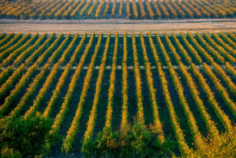 an aerial view of a vineyard in autumn, by Werner Gutzeit, pixabay, precisionism, morning detail, fan favorite, ukraine, olive trees