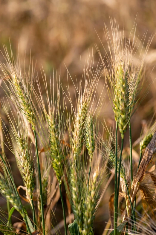 a cat sitting in the middle of a field of wheat, trending on pexels, texture detail, green pupills, malt, vertical orientation