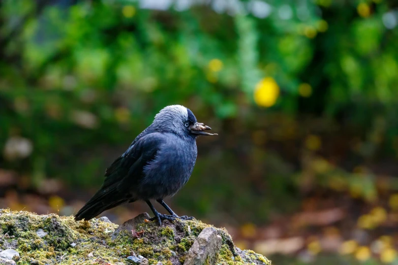a black bird sitting on top of a moss covered rock, inspired by Gonzalo Endara Crow, pexels contest winner, grey, having a snack, a medieval, a small