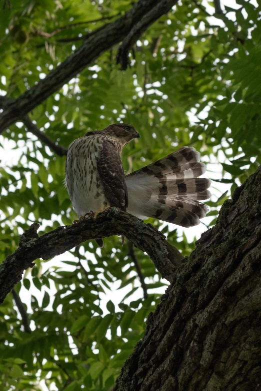 a bird sitting on top of a tree branch, hawk wings, william penn state forest, large tail, zoomed in