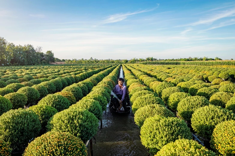 a man riding a motorcycle through a lush green field, by Jan Tengnagel, pexels contest winner, land art, topiary, irrigation, machine garden, thawan duchanee